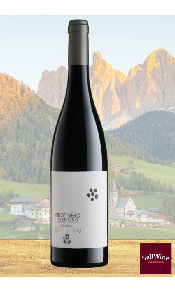 SellWine-Cantina Rotaliana Pinot Nero Trentino DOC 2017 